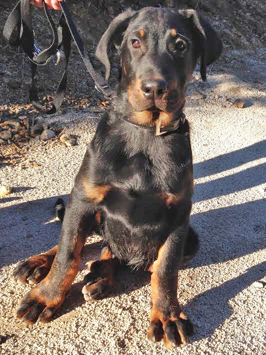 domainedelalicorne.fr Elevage de beauceron chiot beauceron pure race élevage du clos de la licorne elevage des gardiens de la licorne elevage beauceron noir et feu authentique gros gabarits élevage de Beauceron familial sérieux et qualité domainedelalicorne.fr suivi des chiots conseil d’éducation chiot propre bas rouge santé caractère spécialiste du beauceron noir et feu ou arlequin chien rustique berger de France  nos chiots sont élevés avec amour et attention notre passion au service de la qualité Beauceron de qualité et sportif domaine de la licorne 04380 BARRAS élevage en liberté éleveur berger de beauce élevage de beauceron de travail 